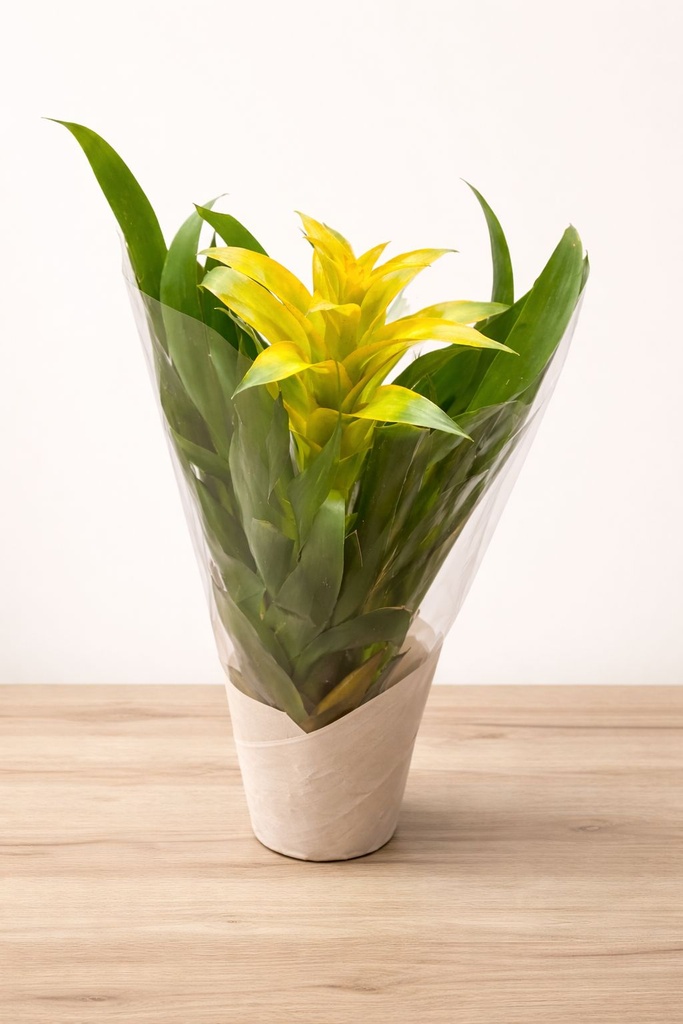 Bromelia